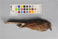 藏品(棕耳鵯)的圖片